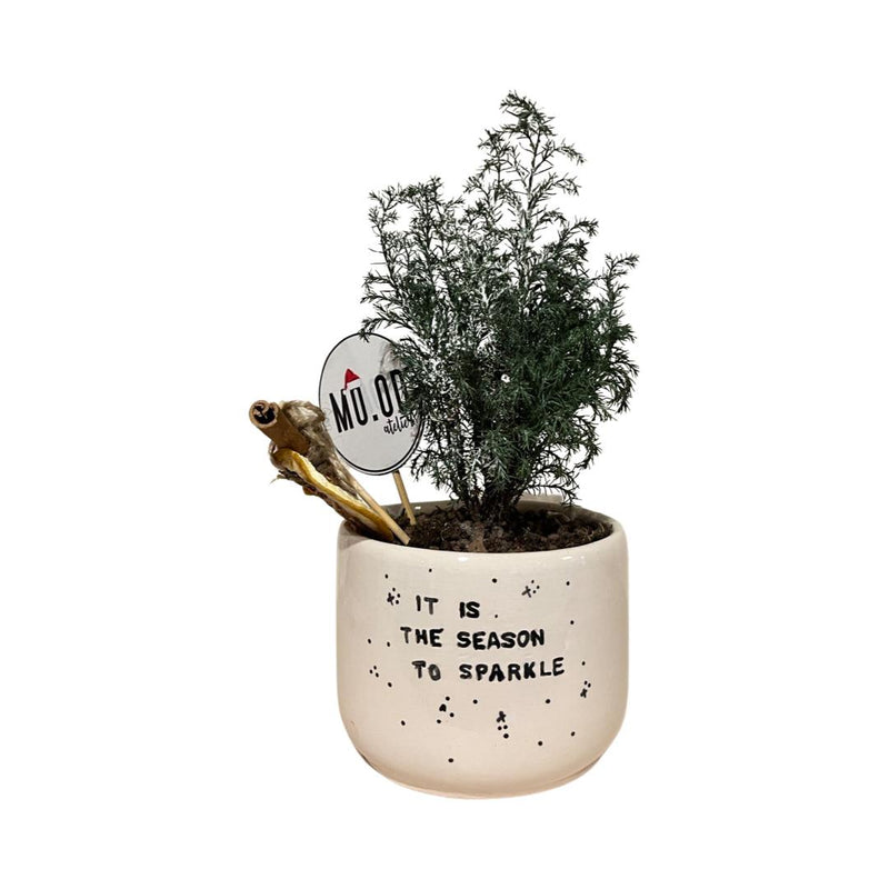 It Is The Season To Sparkle  Pot with Plants