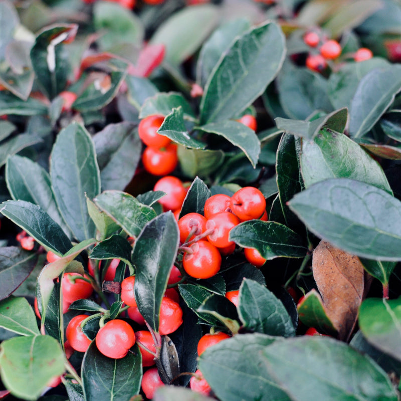 WINTERGREEN | massage oil | soothing and warming